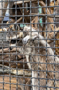 raccoon behind grating in the zoo.