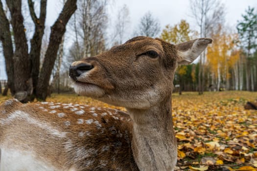 muzzle of spotted deer doe in closeup