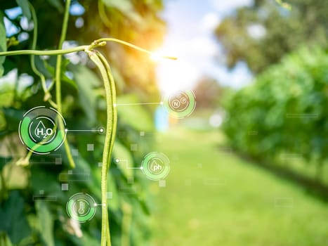 Smart farming with IoT, futuristic agriculture 4.0 concept, farming 4.0, Smart agricultural technology and innovative agricultural concepts