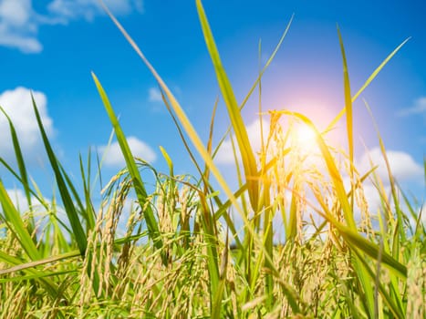 Close-up view of rice plants in a field of colored sky with blue sky and sunlight.