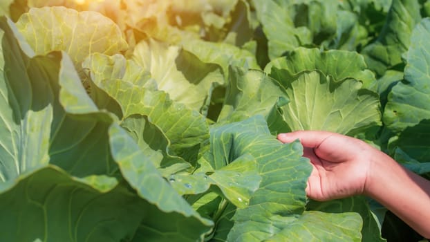 Smart farming with IoT, futuristic agriculture 4.0 concept, farming 4.0, Smart agricultural technology and innovative agricultural concepts, Farmer uses his hands to touch the leaves of the plants.