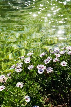 purple flowers on the edge of a fountain with green water on a sunny day, the glare of the sun on clear water. High quality photo