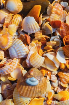 Close-up of seashells lying near the ocean or sea on the shore. Uninhabited houses of sea animals.