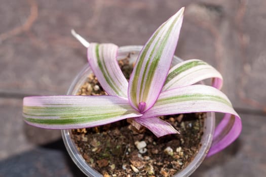 Tradescantia spathacea Rhoeo variegated pink plant in a pot houseplant collection for indoor garden