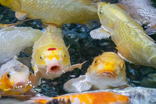 colorful koi carp in the water close-up as a background. beautiful photo