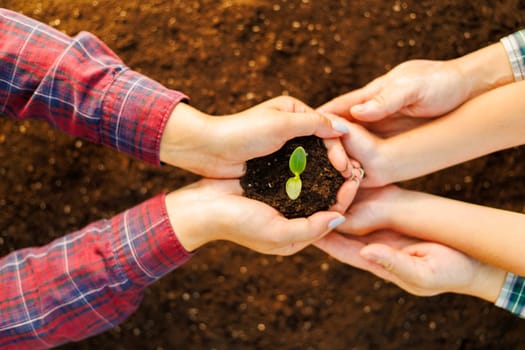 The family mother, father and child hold a young sprout in their hands. Top view. Earth Day holiday concept