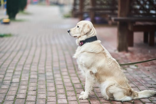 Golden Labrador Retriever with a collar sitting on the street. Close-up