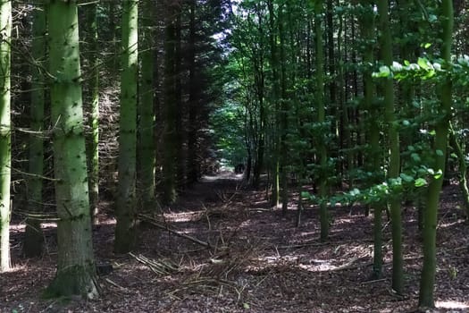 Beautiful view into a dense green forest with bright sunlight casting deep shadows