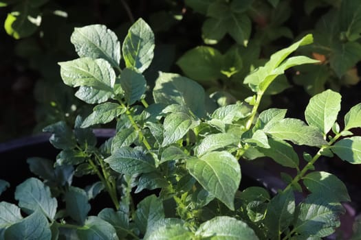 Close up of green leaves in nature