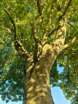 Beautiful trees in the green nature