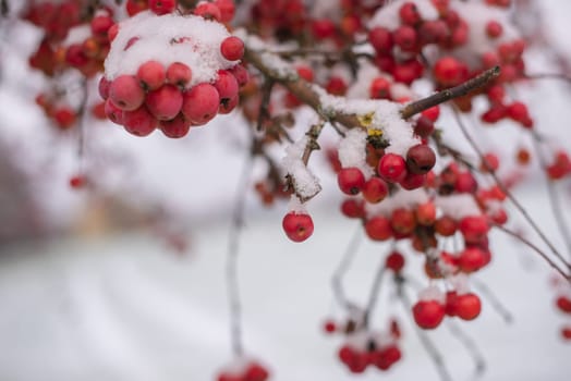 Winter's Crimson Beauty: Snow-Covered Rowan in Rural Landscape. Enchanting Winter Scenes: Capturing the Festive Red Rowan in a Snow-Covered Countryside. Winter Frozen Viburnum Under Snow. Viburnum In The Snow. First snow. Beautiful winter.