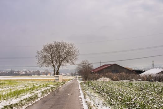 Winter Symphony: Snow-Covered Fields, Rural Roads, and Christmas Delight