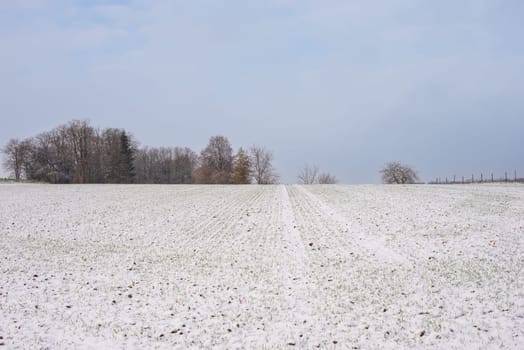 Winter Wonderland: Capturing the Snow-Clad Fields, Scenic Rural Woodland, and the Christmas Spirit. Winter Tapestry: Snow-Blanketed Fields, Rural Woodland, and Christmas Magic