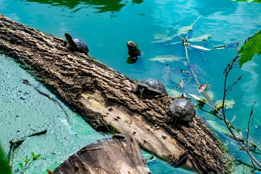 Turtles climb the trunk of a tree that has fallen into the lake.