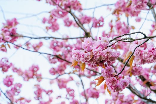 A mesmerizing springtime scene of a stunning Sakura tree in full bloom, set against a captivating nature landscape. The delicate pink blossoms create a picturesque view of the beauty of the season.