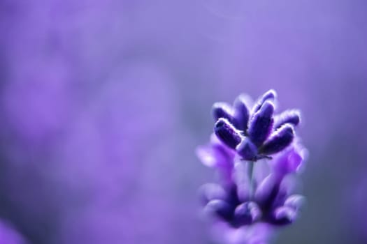 Lavender flower blooming scented fields in endless rows. Selective focus on Bushes of lavender purple aromatic flowers at lavender field. Abstract blur for background.