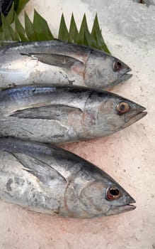Tuna Mackerel fish fresh in the ice, local produce fish, japanese katsuo fish, or bonito tuna or cakalang or tongkol in local sushi restaurant