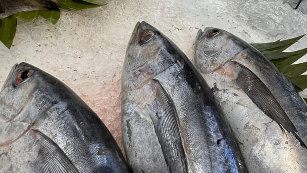Tuna Mackerel fish fresh in the ice, local produce fish, japanese katsuo fish, or bonito tuna or cakalang or tongkol in local sushi restaurant