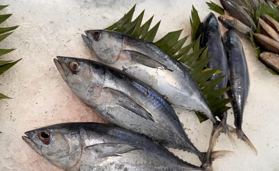 Tuna Mackerel fish fresh in the ice, local produce fish, japanese katsuo fish, or bonito tuna or cakalang or tongkol in local sushi restaurant