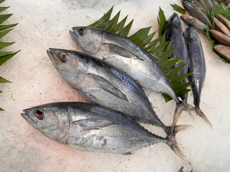 Tuna Mackerel fish fresh in the ice, local produce fish, japanese katsuo fish, or bonito tuna or cakalang or tongkol in local sushi restaurant
