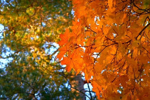 Autumn is the most colorful time of the year from all seasons, when nature changes its usual appearance to golden colors sun