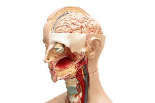 Human brain model of head anatomy for medical training course, teaching medicine education.