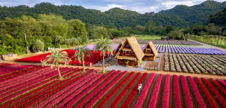 Flower garden, Hokkaido park in Khao Yai, Thailand, south east asia