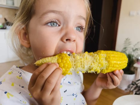 Little girl nibbles on a corncob while sitting at a table in the kitchen. High quality photo