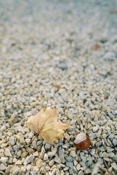 Yellow maple leaf lies on a gravel path next to a chestnut. Close-up. High quality photo
