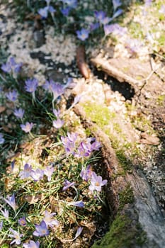 Purple crocuses in the sun grow on moss-covered tree roots. High quality photo