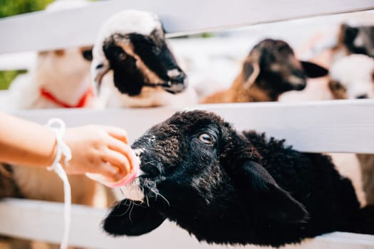 A child affectionately feeds milk to a cute sheep using a bottle. This heartwarming moment captures the bond between the child and the young livestock in a nurturing environment.