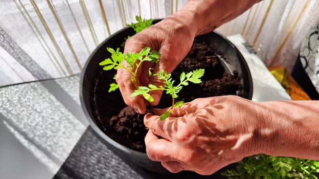 Planting marigold flowers in a pot. Reproduction of plants in spring. Young flower shoots and greenery for the garden. The hands of elderly woman, bucket of earth, green bushes and twigs with leaves