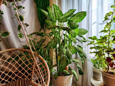 Dieffenbachia plant in a pot on a stool by the window. Retro interior in light colors. Background with plant with green leaves and fabric