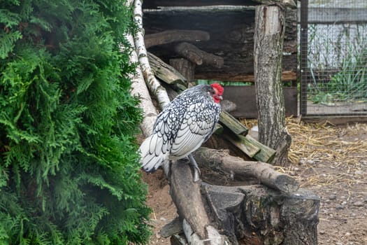 Sebright Bantam rooster sits on a pole