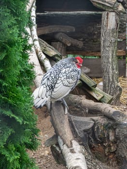 Sebright Bantam rooster sits on a pole