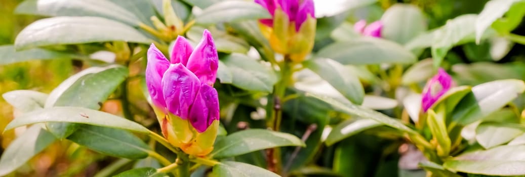 Pink coral Japanese rhododendron, lush flowering in the nursery of rhododendrons.