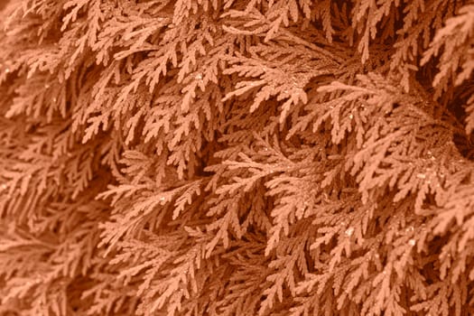 Peach Fuzz color leaf texture, nature monochrom background. Color of the year 2024. High quality photo