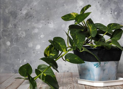 Homemade scindapsus flower in a flower pot on a gray background. Nature theme in the house