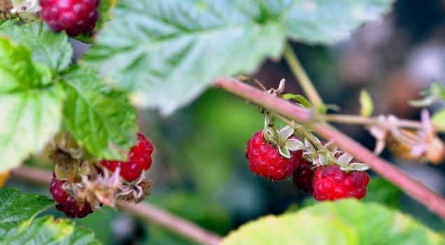 Landscape with a sprig of garden raspberries. Autumn berries. Vitamins for health.