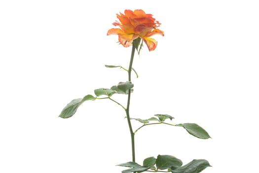 Flowers of beautiful blooming yellow rose isolated on a white background.