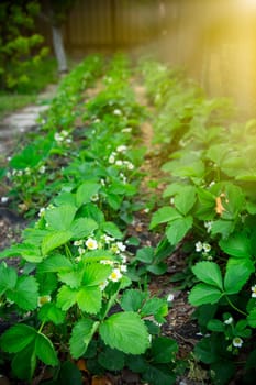 Strawberries bloom in the garden, white strawberry flowers, blooming strawberries in the garden.