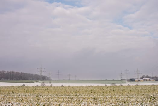 Frost-Kissed Gold: A Picturesque Snow-Blanketed Rapeseed Field in the Tranquil Countryside.