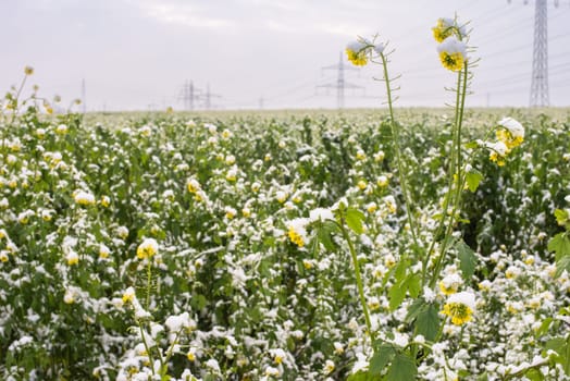 Frost-Kissed Gold: A Picturesque Snow-Blanketed Rapeseed Field in the Tranquil Countryside.