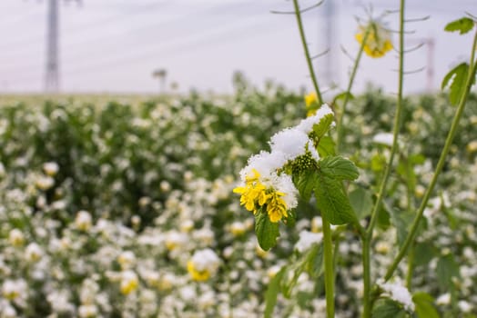 Frost-Kissed Gold: A Picturesque Snow-Blanketed Rapeseed Field in the Tranquil Countryside.