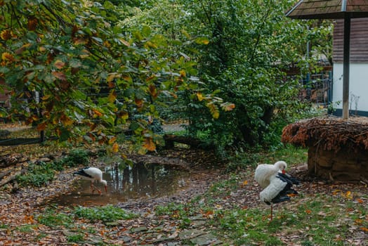 Stork Cleans Feathers Standing On One Leg. Autumn Park. Stork cleans feathers on bank of river in sunny day. Life of wild bird, animals. Wildlife. Selective focus. A portrait of a white stork with a broken wing and preening its feathers