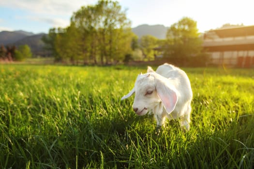 White goat kid grazes on green spring grass meadow, sun back light farm in background, wide angle photo