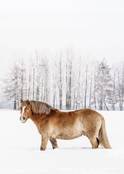 Light brown horse wading through snow on field in winter, blurred trees in background, vertical photo from side, with space for text upper part