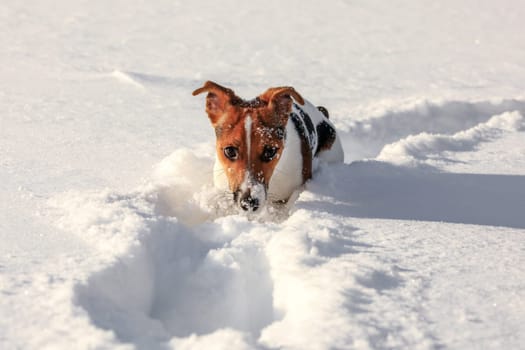 Small Jack Russell terrier wading through deep snow, only her head visible with ice crystals on nose