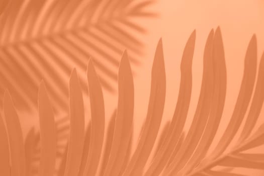 Shadow leaf dypsis on Peach Fuzz color wall. Peach Fuzz Pantone color of the year 2024. Monochrome background. High quality photo