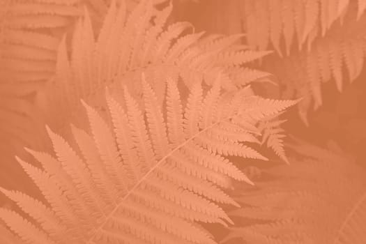 Peach Fuzz beautiful view of fern plant in monochrome color. Forest Peach Fuzz colored fern plants. Trendy color 2024. High quality photo